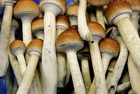 Where To Find Psilocybin Mushrooms In Ohio