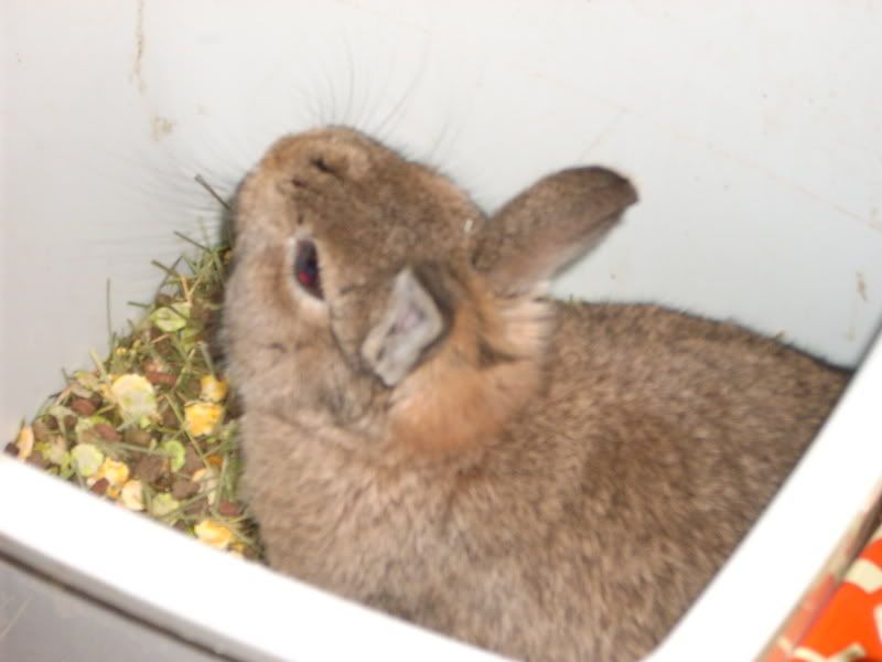 rabbits013.jpg