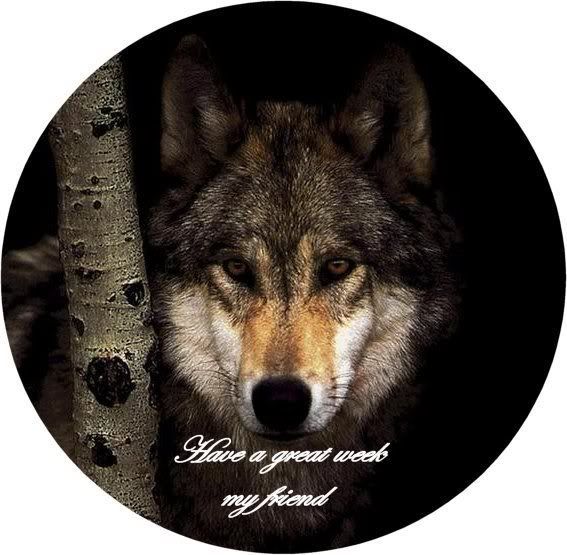 Wolf-Have a Great Week Pictures, Images and Photos