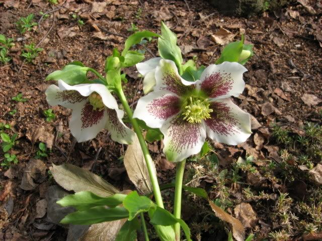 Photobucket - Video and Image Hosting