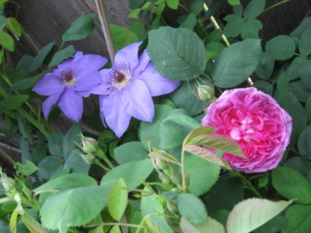 Photo Sharing and Video Hosting at Photobucket