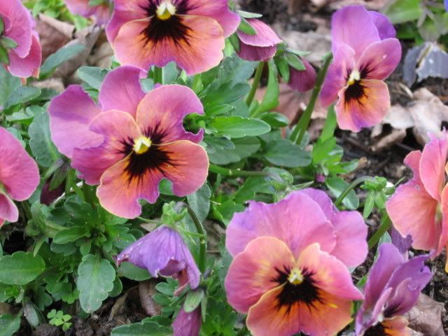 Photobucket - Video and Image Hosting