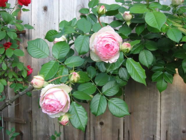 Photo Sharing and Video Hosting at Photobucket