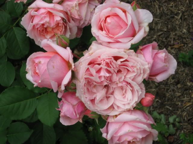 Photo Sharing and Video Hosting at Photobucket