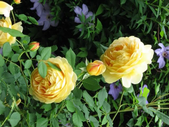 Photo Sharing and Video Hosting at Photobucket