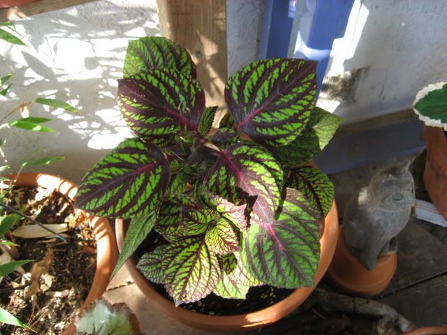 Photo Sharing and Video Hosting at Photobucket