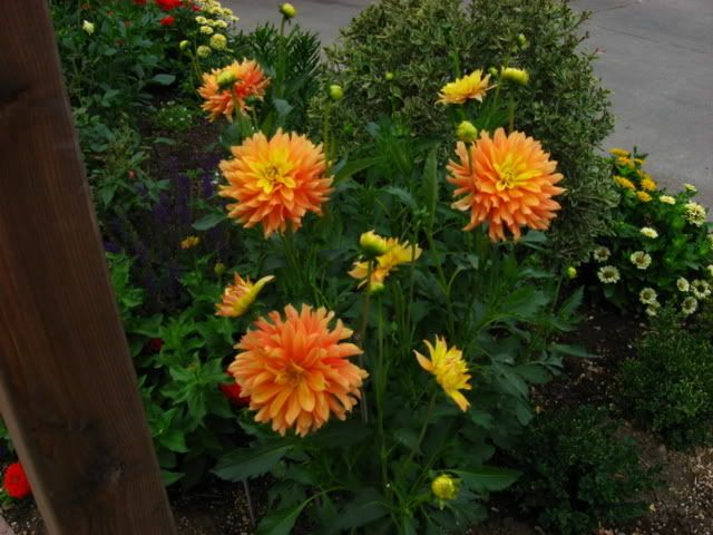 Photo Sharing and Video Hosting at Photobucket