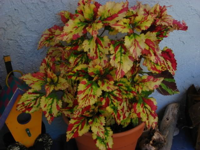 Photo Sharing and Video Hosting at Photobucket