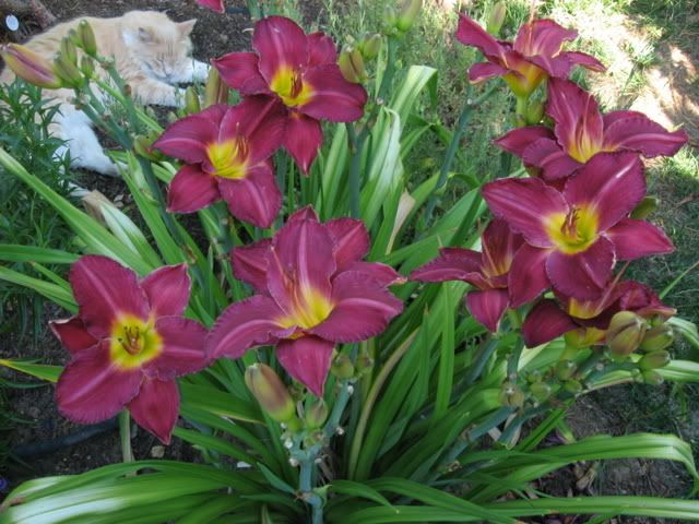 Photo Sharing and Video Hosting at Photobucket