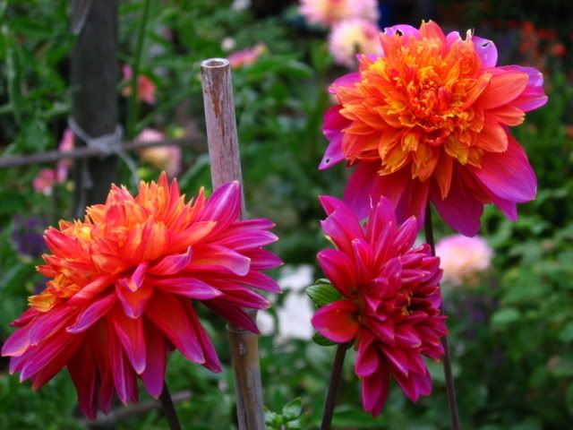 Photo Sharing and Video Hosting at Photobucket