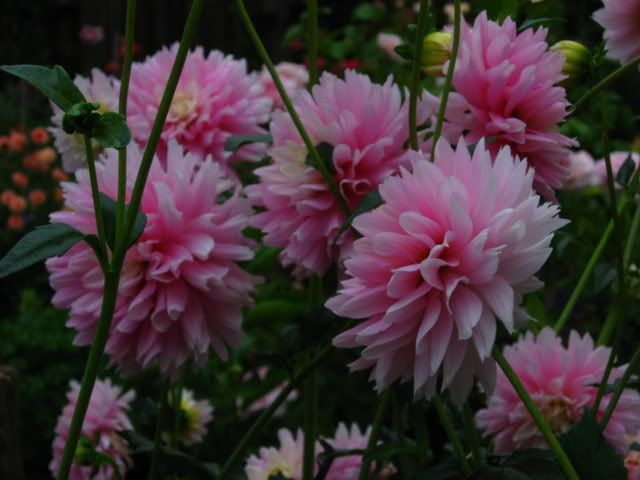 Photo Sharing and Video Hosting at Photobucket