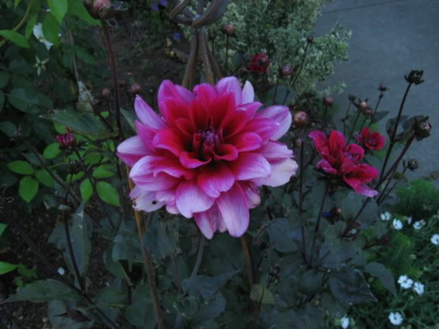 Photo Sharing and Video Hosting at Photobucket