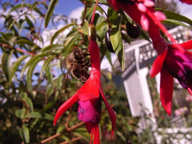 Photo Sharing and Video Hosting at Photobucket