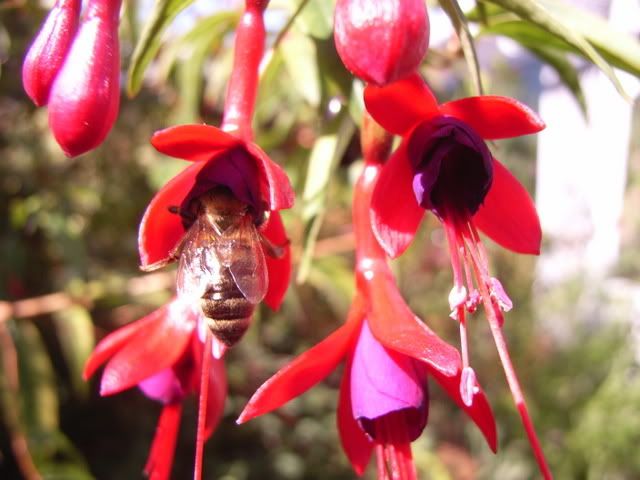 Photo Sharing and Video Hosting at Photobucket