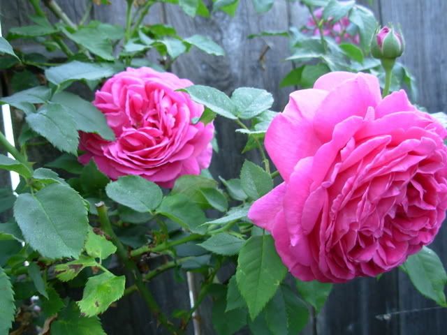 Photobucket - Video and Image Hosting