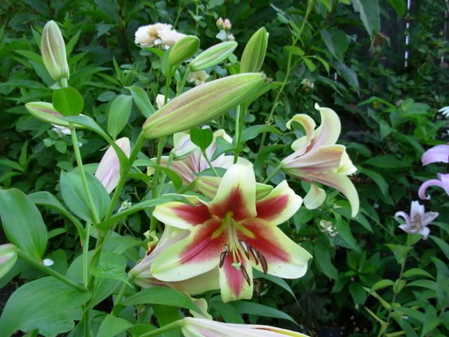 Photobucket - Video and Image Hosting