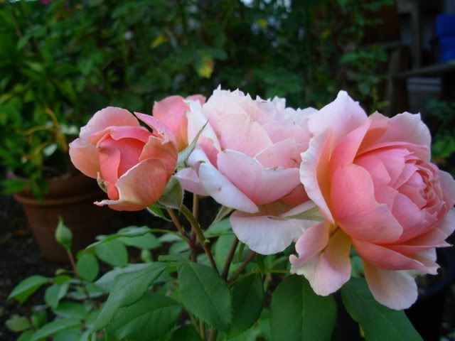 Photobucket - Video and Image Hosting