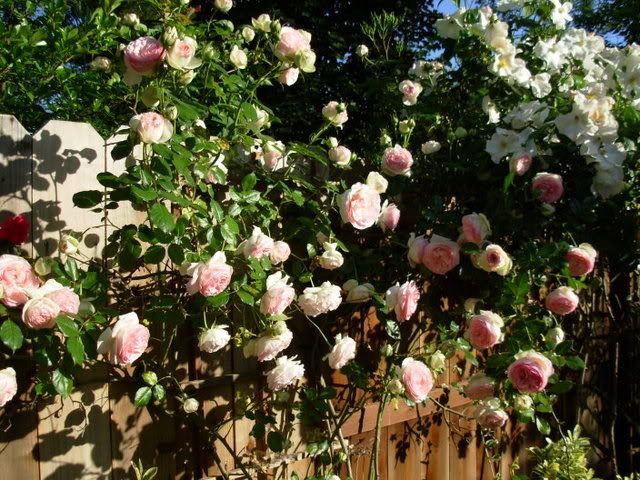 Photobucket - Video and Image Hosting