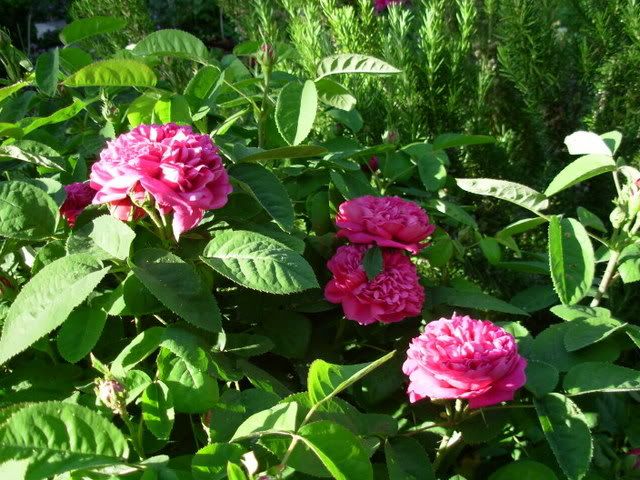 Photobucket - Video and Image Hosting