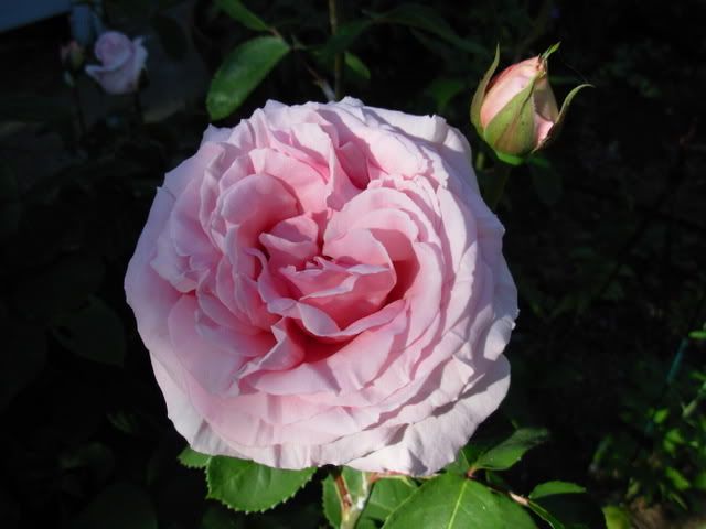 Photobucket - Video and Image Hosting