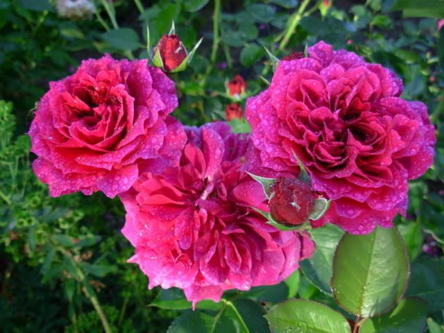 Photobucket - Video and Image Hosting