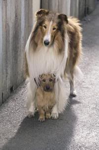 Lassie02