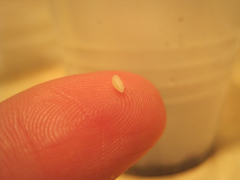 fingeregg.jpg