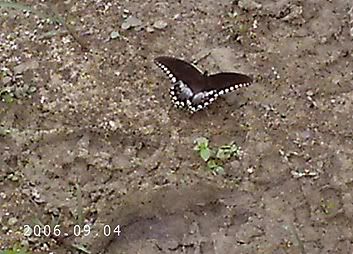 [Image: butterfly.jpg]