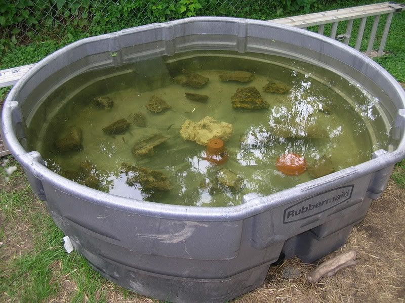 Minnesota Fish Keepers Forum • View topic rubbermaid stock tanks