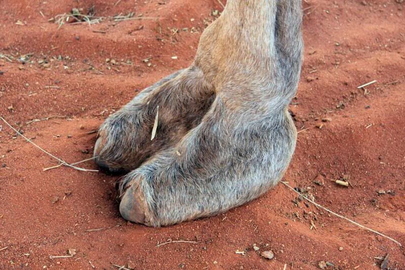 Uluru-Camel-Safari-Camel-Hoof.jpg