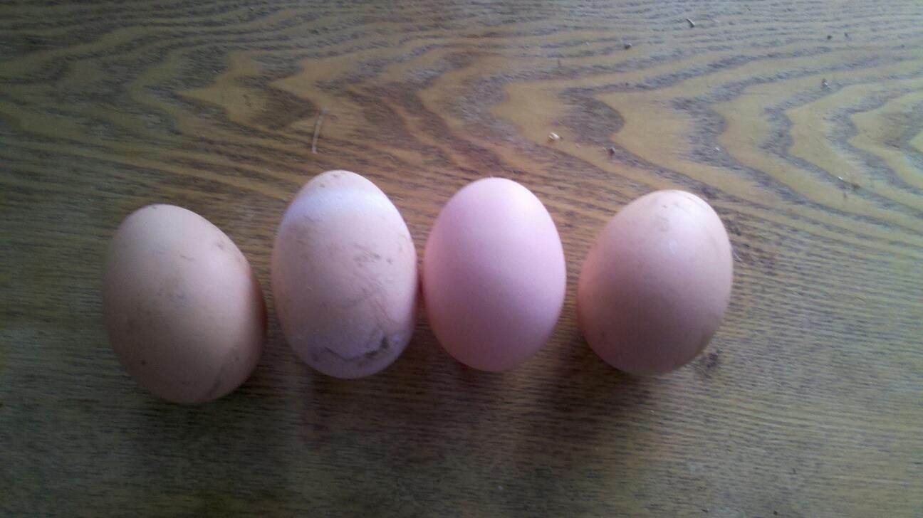 eggs photo: four eggs today-Yay chickens 471696_10150642574199394_1936169565_o.jpg