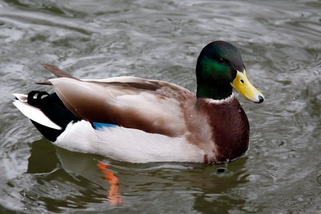 IMAGE: http://i74.photobucket.com/albums/i251/bruceholder/Canon/IMG_5800b.jpg