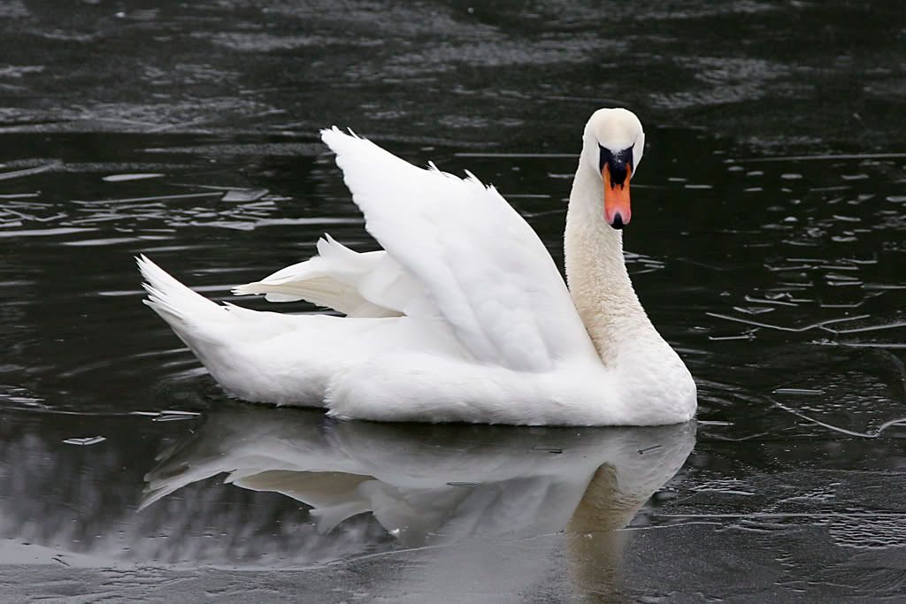 IMAGE: http://i74.photobucket.com/albums/i251/bruceholder/Canon/IMG_5838b.jpg