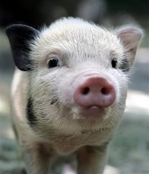 pig.jpg Piggy image by loreleidoud