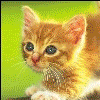 kisnadp03.gif