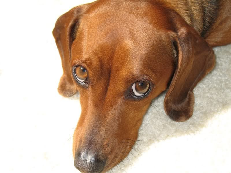 IMAGE: http://i74.photobucket.com/albums/i252/jgh2oskibug/MaggieEdit.jpg