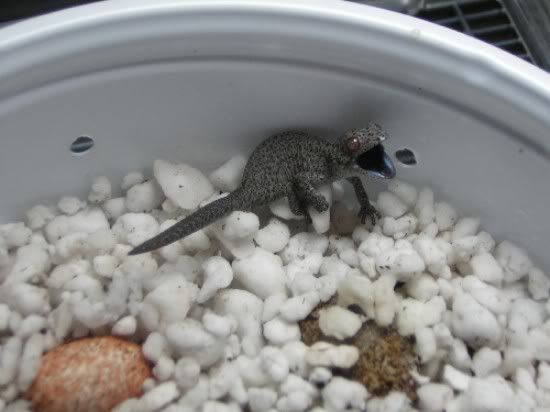Hatchlingtaenicaudatryingtobite.jpg