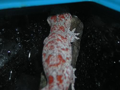 OrangeBlotchHatchling.jpg