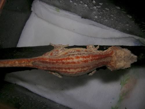 RedOrangeStripeAuriculatushatchling.jpg