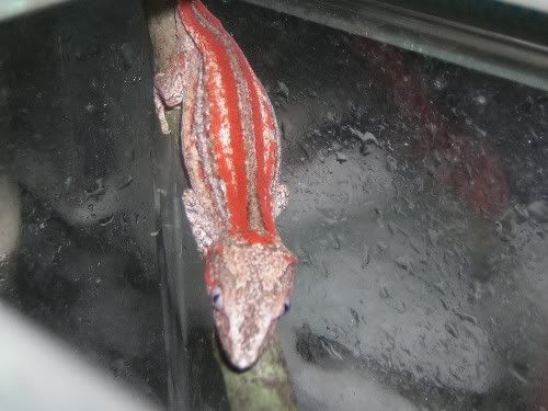 RedStripeAuriculatushatchling.jpg