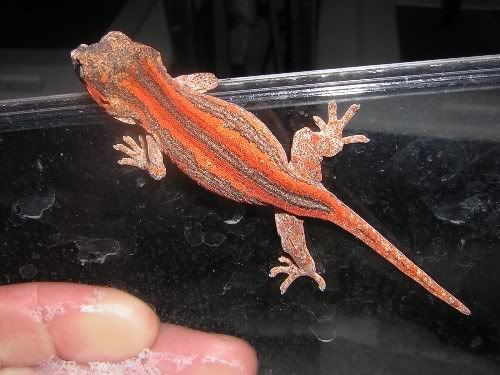 red-orangestripeauric1.jpg