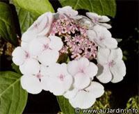 220hortensia20white.jpg