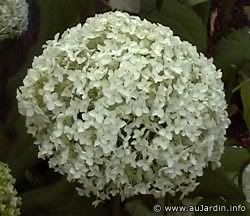 420hydrangea.jpg