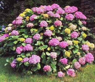 720hydrangea-hortensis.jpg