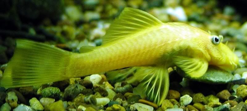 Yellow Pleco