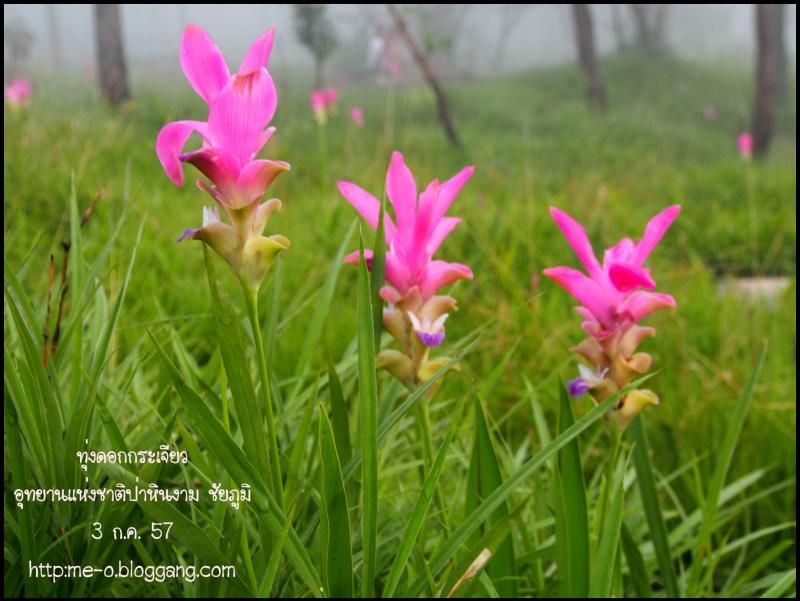 photo bj003.jpg