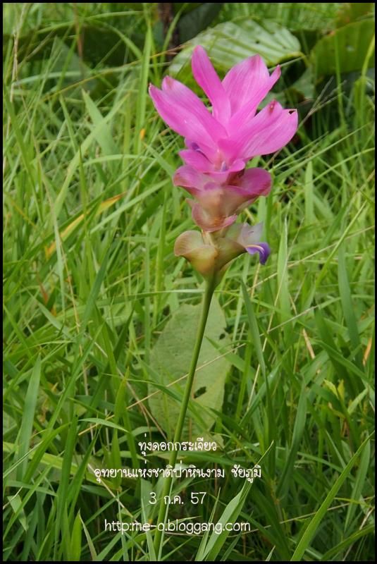 photo bj016.jpg