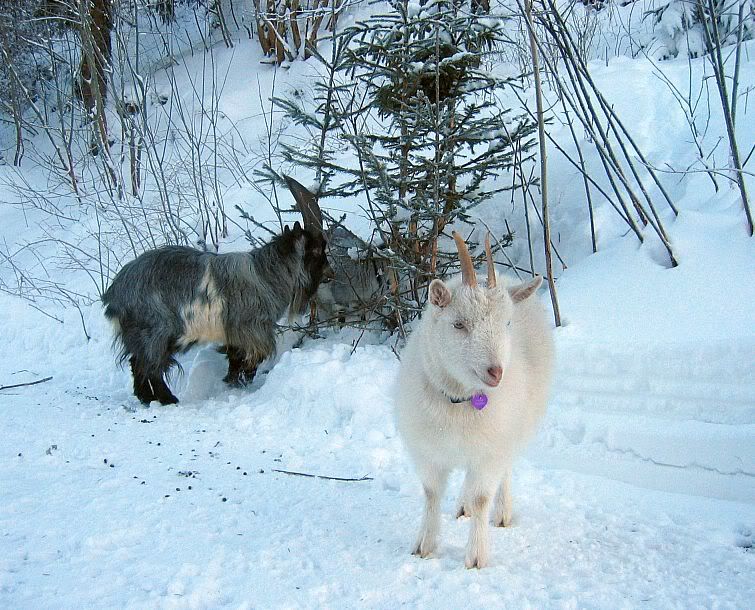 LLamas are here! Pic heavy - Goats