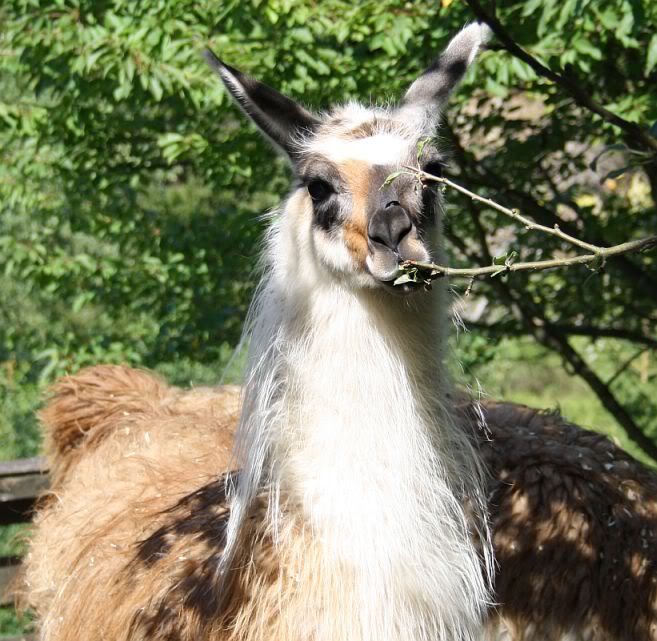 LLamas are here! Pic heavy - Goats