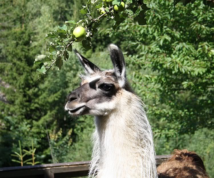 LLamas are here! Pic heavy - Goats